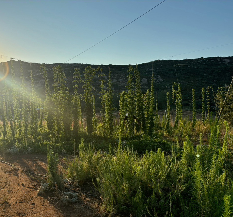 Sunrise at Horsethief Hops for picking