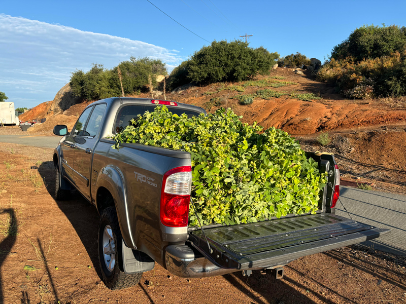 Horsethief Hops Farm Harvest