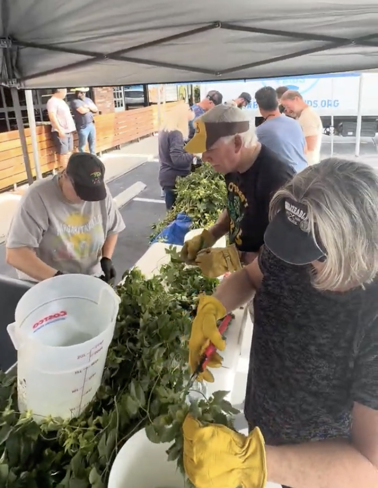 Horsethief Hops Farm Harvest