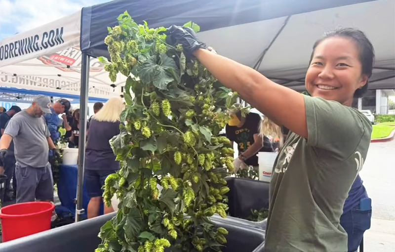 Hops picking with Lucy
